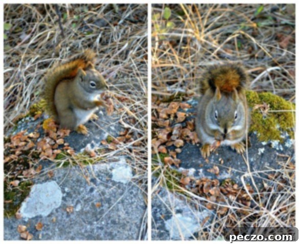 Chipmunk Collage
